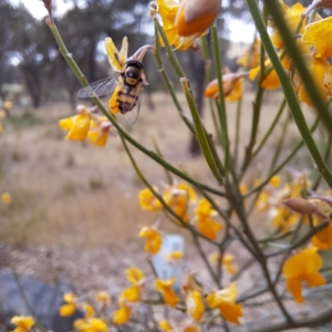 Simosyrphus grandicornis at Sth Tablelands Ecosystem Park - 3 Nov 2023 02:00 PM