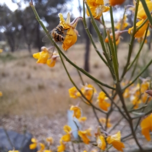 Simosyrphus grandicornis at Sth Tablelands Ecosystem Park - 3 Nov 2023 02:00 PM