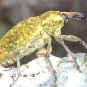 Larinus latus at Stromlo, ACT - 1 Nov 2023