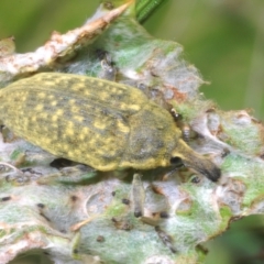 Larinus latus at Stromlo, ACT - 1 Nov 2023