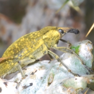 Larinus latus at Stromlo, ACT - 1 Nov 2023