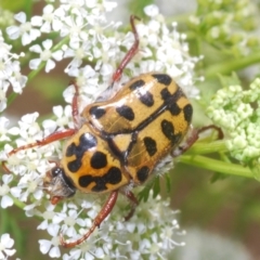 Neorrhina punctatum (Spotted flower chafer) at Stromlo, ACT - 1 Nov 2023 by Harrisi