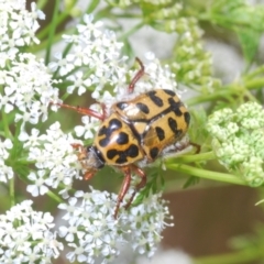 Neorrhina punctata at Stromlo, ACT - 1 Nov 2023