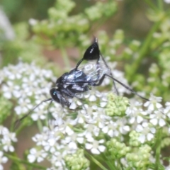 Acanthinevania sp. (genus) (Hatchet wasp) at Stromlo, ACT - 1 Nov 2023 by Harrisi