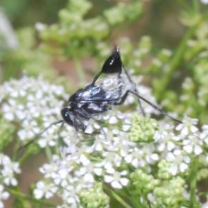 Acanthinevania sp. (genus) at Stromlo, ACT - 1 Nov 2023