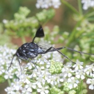 Acanthinevania sp. (genus) at Stromlo, ACT - 1 Nov 2023