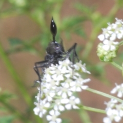 Acanthinevania sp. (genus) at Stromlo, ACT - 1 Nov 2023