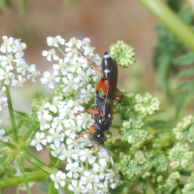 Ichneumon promissorius (Banded caterpillar parasite wasp) at Stromlo, ACT - 1 Nov 2023 by Harrisi