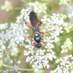 Ichneumon promissorius at Stromlo, ACT - 1 Nov 2023