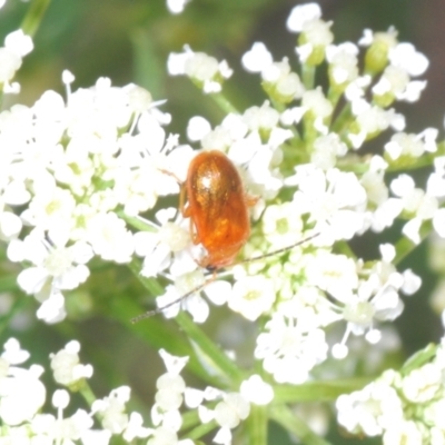 Unidentified Leaf beetle (Chrysomelidae) at Cotter Reserve - 1 Nov 2023 by Harrisi