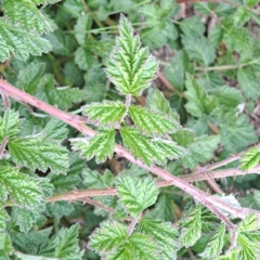 Rubus parvifolius (Native Raspberry) at Molonglo Valley, ACT - 3 Nov 2023 by abread111