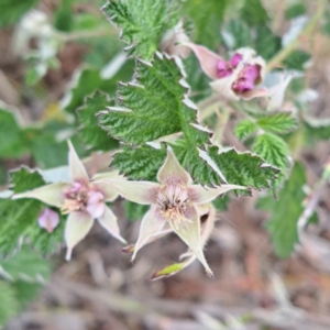 Rubus parvifolius at Molonglo Valley, ACT - 3 Nov 2023