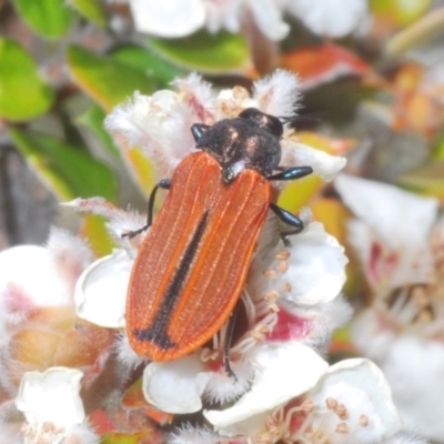 Castiarina erythroptera (Lycid Mimic Jewel Beetle) at Duffy, ACT - 1 Nov 2023 by Harrisi