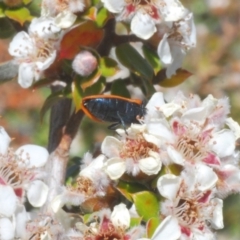 Castiarina erythroptera at Duffy, ACT - 1 Nov 2023