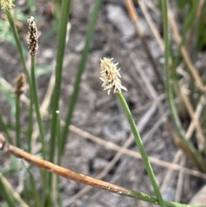 Eleocharis acuta at Molonglo Valley, ACT - 3 Nov 2023 04:14 PM