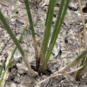 Eleocharis acuta at Molonglo Valley, ACT - 3 Nov 2023