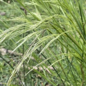 Lachnagrostis filiformis at Molonglo Valley, ACT - 3 Nov 2023