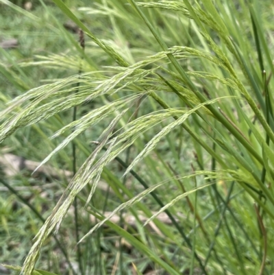 Lachnagrostis filiformis (Blown Grass) at National Arboretum Forests - 3 Nov 2023 by JaneR