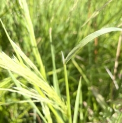 Lachnagrostis filiformis at Molonglo Valley, ACT - 3 Nov 2023