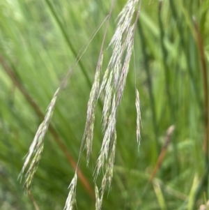 Lachnagrostis filiformis at Molonglo Valley, ACT - 3 Nov 2023