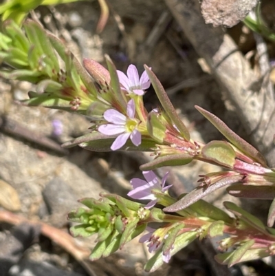 Lythrum hyssopifolia (Small Loosestrife) at National Arboretum Forests - 3 Nov 2023 by JaneR