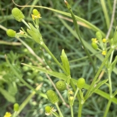 Ranunculus sceleratus (Celery Buttercup) at Molonglo Valley, ACT - 3 Nov 2023 by JaneR