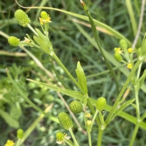 Ranunculus sceleratus at Molonglo Valley, ACT - 3 Nov 2023