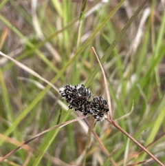 Luzula ovata (Pyramid Woodrush) at National Arboretum Forests - 3 Nov 2023 by JaneR