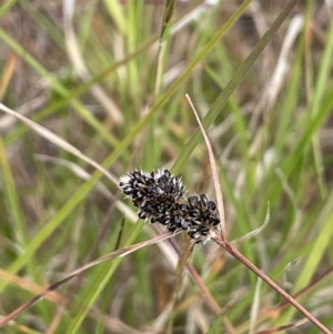 Luzula ovata at Molonglo Valley, ACT - 3 Nov 2023