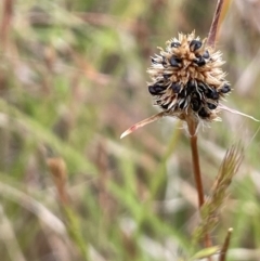 Luzula ovata at Molonglo Valley, ACT - 3 Nov 2023