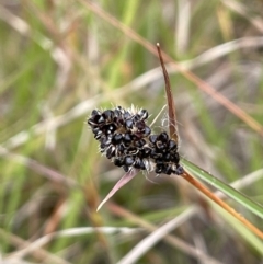 Luzula ovata at Molonglo Valley, ACT - 3 Nov 2023