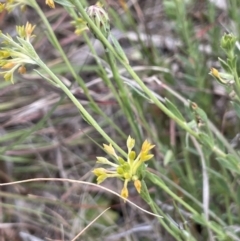 Pimelea curviflora (Curved Rice-flower) at National Arboretum Forests - 3 Nov 2023 by JaneR