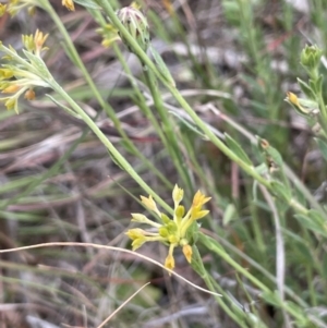 Pimelea curviflora at Molonglo Valley, ACT - 3 Nov 2023