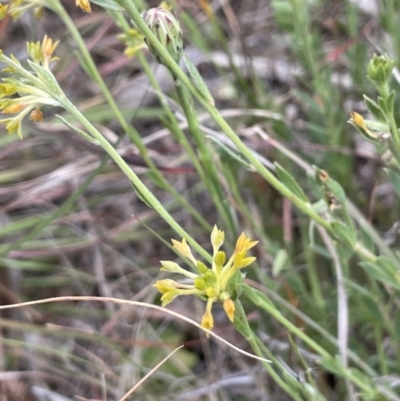 Pimelea curviflora (Curved Rice-flower) at Molonglo Valley, ACT - 3 Nov 2023 by JaneR