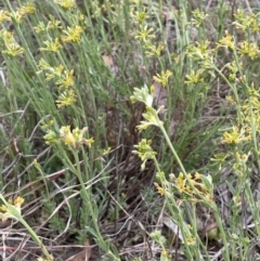 Pimelea curviflora at Molonglo Valley, ACT - 3 Nov 2023 03:57 PM