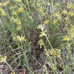 Pimelea curviflora at Molonglo Valley, ACT - 3 Nov 2023