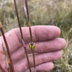 Peltoschema oceanica at Namadgi National Park - 3 Nov 2023