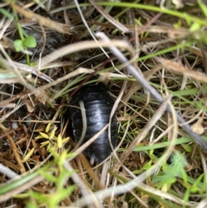 Platyzosteria melanaria at Cotter River, ACT - 3 Nov 2023 12:30 PM