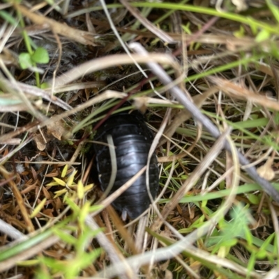 Platyzosteria melanaria (Common Eastern Litter Runner) at Namadgi National Park - 3 Nov 2023 by nath_kay