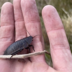 Platyzosteria melanaria at Cotter River, ACT - 3 Nov 2023 12:30 PM