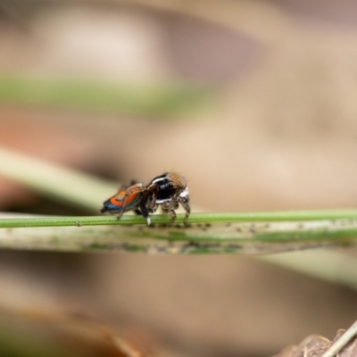Maratus pavonis (Dunn's peacock spider) at Theodore, ACT - 1 Nov 2023 by AmberB73