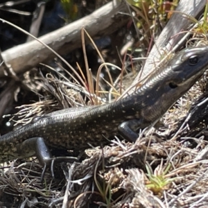 Eulamprus tympanum at Cotter River, ACT - 3 Nov 2023