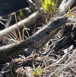 Eulamprus tympanum at Cotter River, ACT - 3 Nov 2023