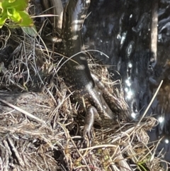 Eulamprus tympanum at Cotter River, ACT - 3 Nov 2023