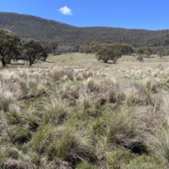 Gallinago hardwickii (Latham's Snipe) at Namadgi National Park - 26 Oct 2023 by nath_kay