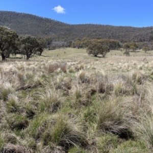 Gallinago hardwickii at Rendezvous Creek, ACT - suppressed