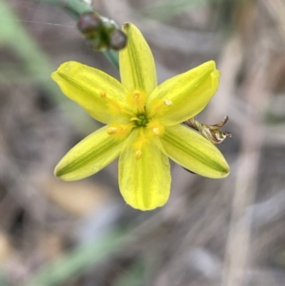 Tricoryne elatior (Yellow Rush Lily) at National Arboretum Forests - 3 Nov 2023 by JaneR