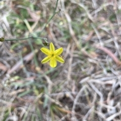 Tricoryne elatior at Molonglo Valley, ACT - 3 Nov 2023