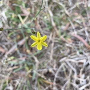 Tricoryne elatior at Molonglo Valley, ACT - 3 Nov 2023