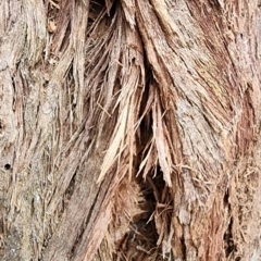 Eucalyptus muelleriana at Tuross Head, NSW - 4 Nov 2023